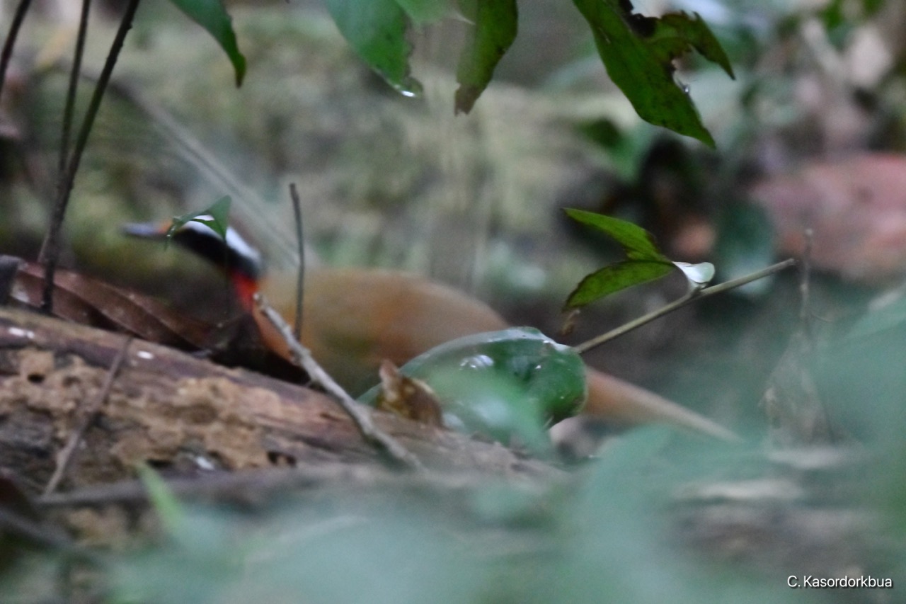 นกคอสามส Rail babbler Birds of Thailand Siam Avifauna